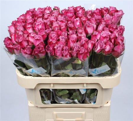 <h4>R Gr Deep Purple</h4>