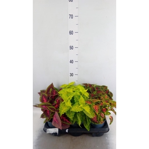 Plectranthus col.   ...mix