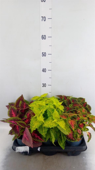 <h4>Plectranthus col.   ...mix</h4>