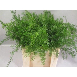 Asparagus densiflorus 'Cwebe'