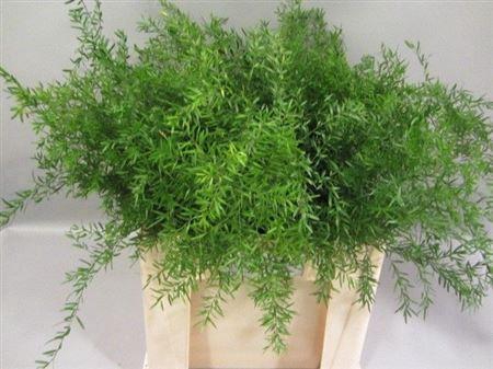 <h4>Asparagus densiflorus 'Cwebe'</h4>
