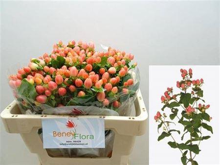 <h4>Hyp Mag Roy Princess</h4>