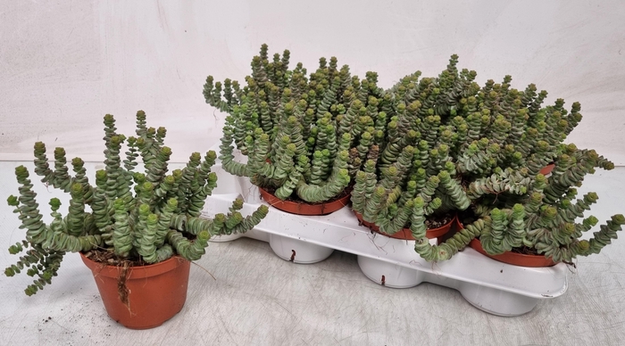 <h4>CRASS MARNIERIANA</h4>