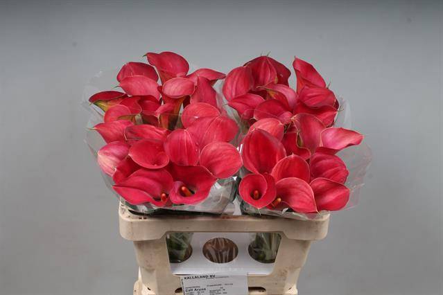 <h4>Calla Aruna Kallaland</h4>