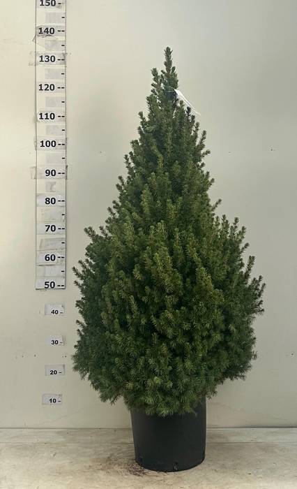 <h4>PICEA GL CONICA</h4>
