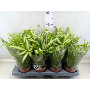 Pteris cretica 'Albolineata'