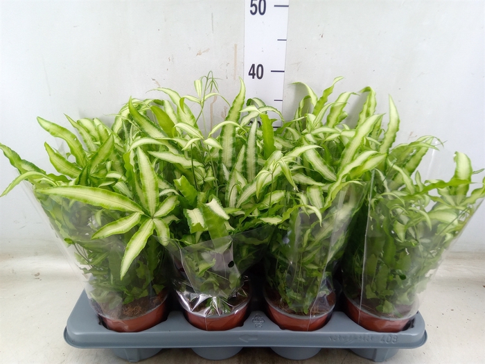 <h4>Pteris cretica 'Albolineata'</h4>