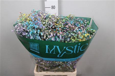 <h4>Gyps Rb Unicorn Blossom</h4>