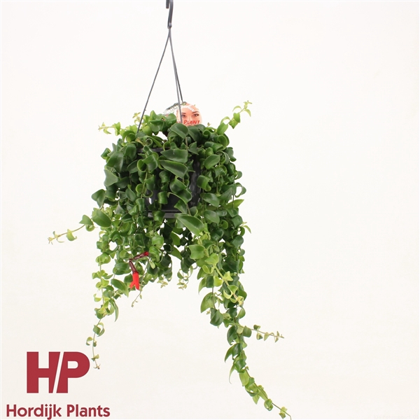 <h4>Aeschynanthus 'Rasta'</h4>