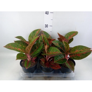 Aglaonema   ...