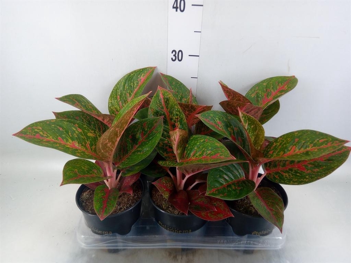 <h4>Aglaonema ...</h4>