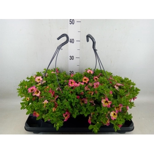 Calibrachoa   ...mix