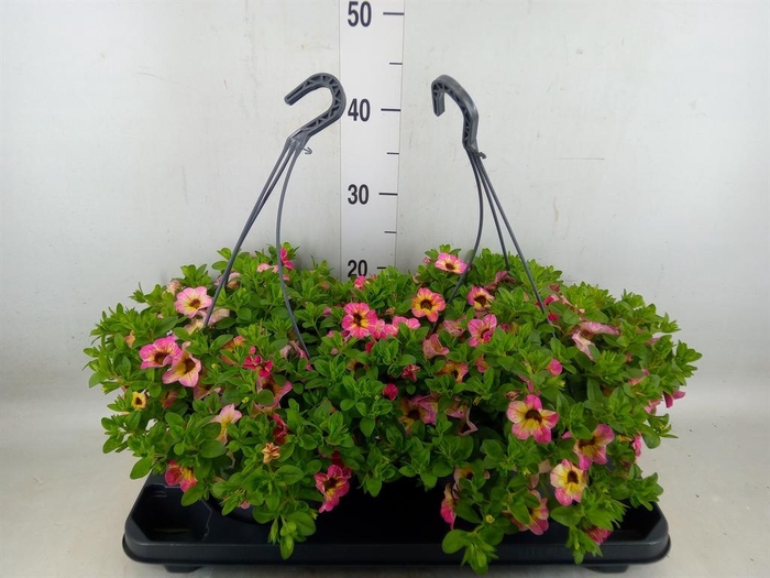 <h4>Calibrachoa   ...mix</h4>