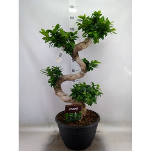 Ficus microcarpa 'Ginseng'
