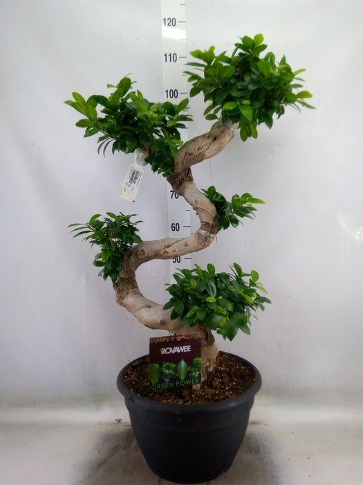 <h4>Ficus microcarpa 'Ginseng'</h4>
