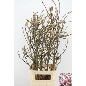 MAGNOLIA GRANDIFLORA X5