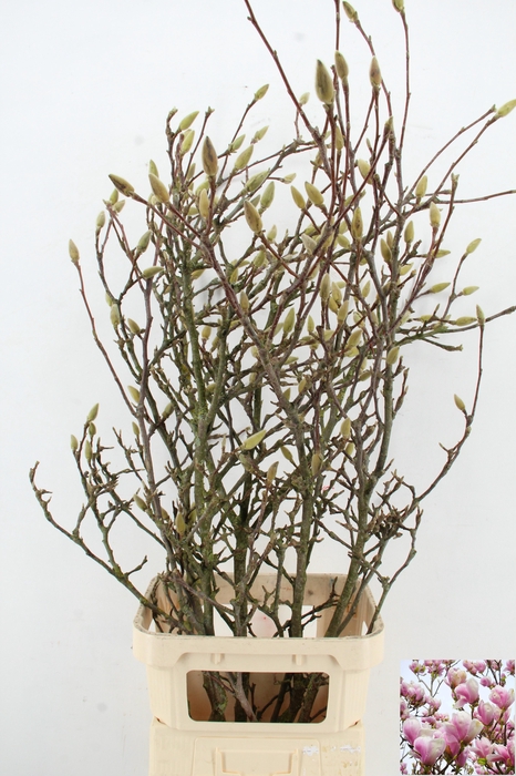 <h4>MAGNOLIA GRANDIFLORA X5</h4>