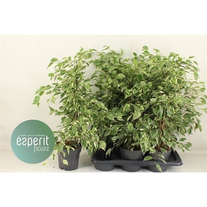 Ficus benjamina Twilight 17Ø 70cm 3pp