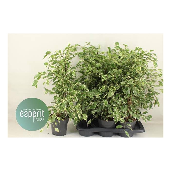 <h4>Ficus benjamina Twilight 17Ø 70cm 3pp</h4>