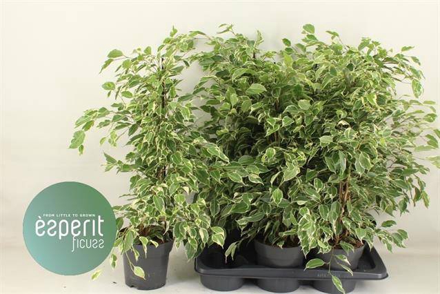 Ficus benjamina Twilight 17Ø 70cm 3pp