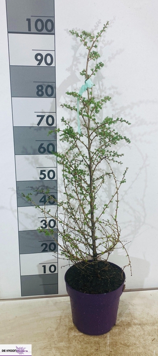 <h4>LARIX DECIDUA</h4>