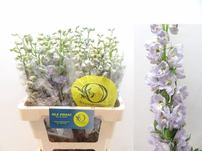 <h4>DELPH DU OV</h4>