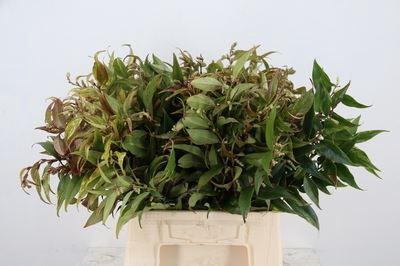 <h4>Leucothoe walteri 'Rainbow'</h4>
