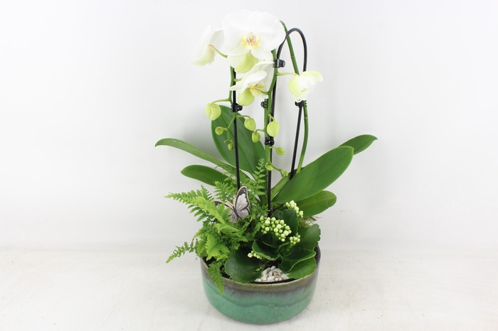 <h4>arr2 PL - Ker. pot verde Phal. 285/3</h4>