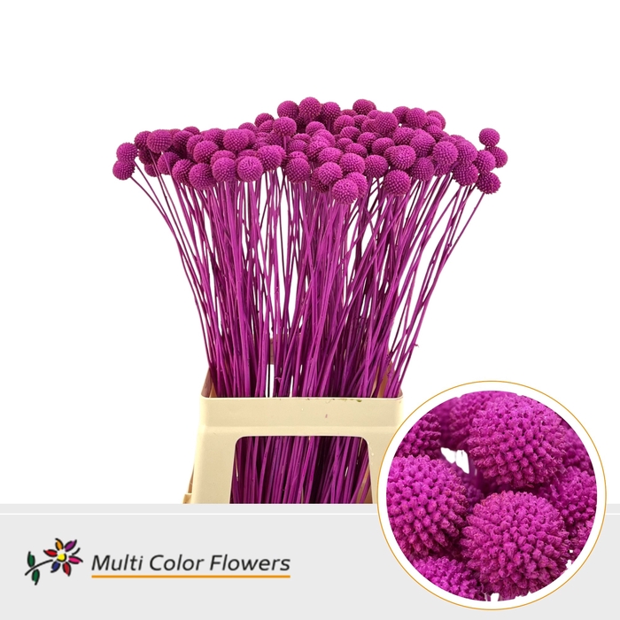 <h4>Craspedia Erica</h4>