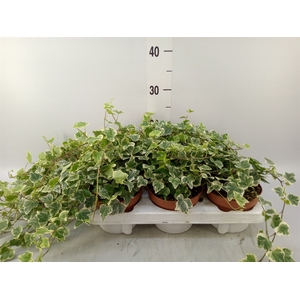 Hedera helix 'White Wonder'