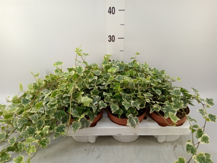 <h4>Hedera helix 'White Wonder'</h4>