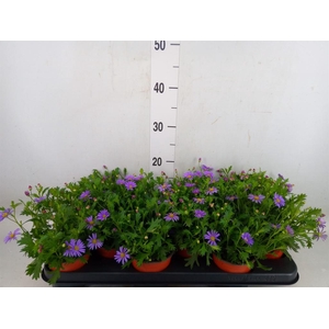 Brachycome  'Brasco Violet'