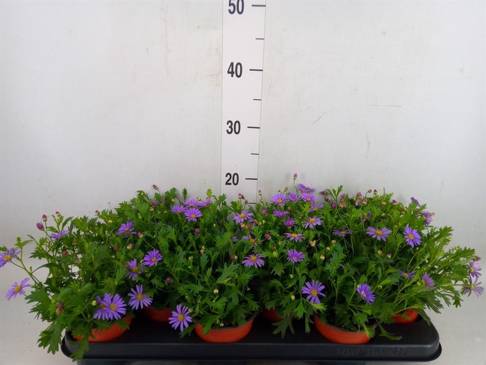 <h4>Brachycome  'Brasco Violet'</h4>