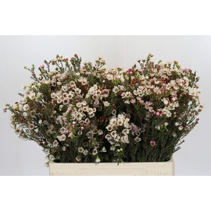 Chamelaucium uncinatum 'Ziv'