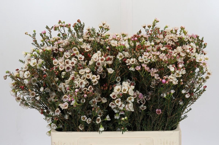 <h4>Chamelaucium uncinatum 'Ziv'</h4>