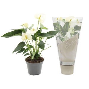 Anthurium Everest in Couture sleeve