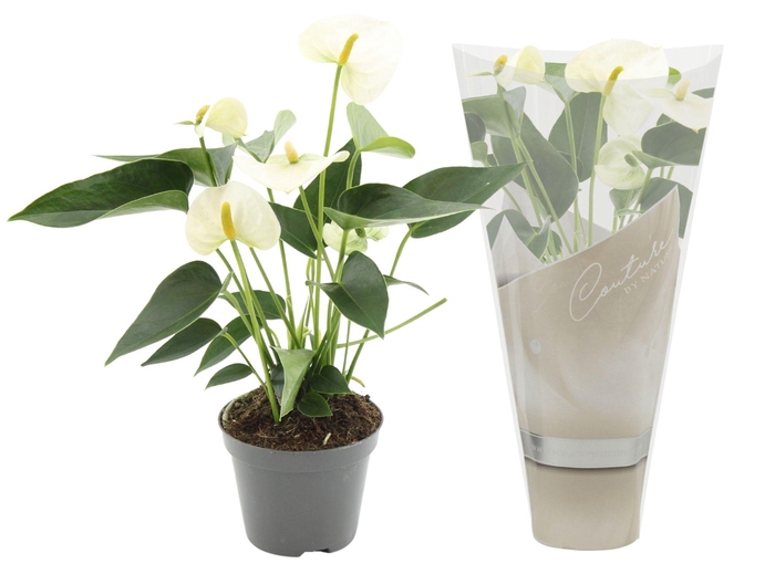 <h4>Anthurium Everest in Couture sleeve</h4>