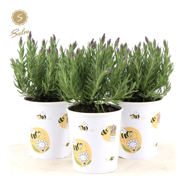 <h4>Lavandula st. 'Anouk'® Collection P12 in Cup Bee</h4>