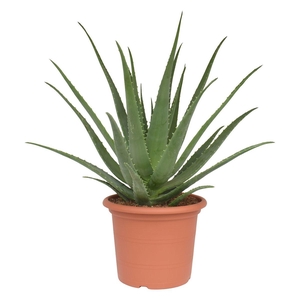 Aloe vera