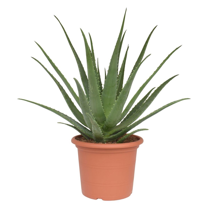 <h4>Aloe vera</h4>