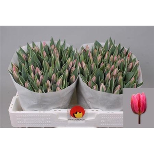 Tu En Pretty Princes