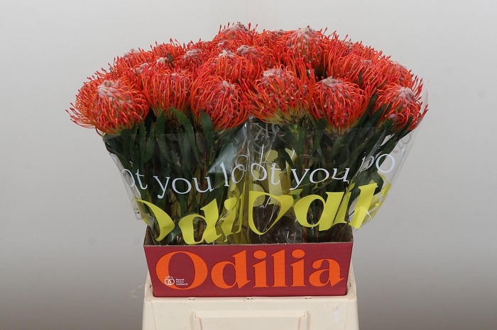 <h4>Nutans Tango</h4>