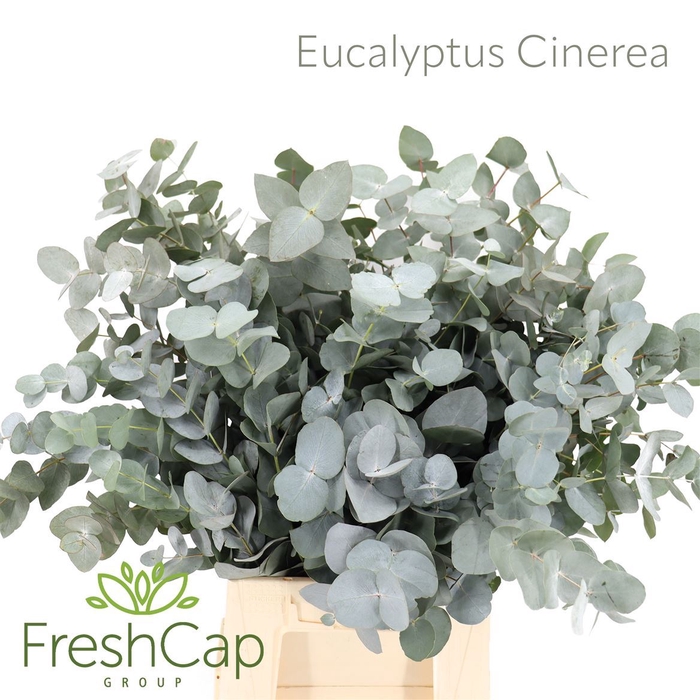 <h4>Eucalyptus cinerea   ../bos</h4>