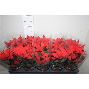 Euphor P Chr Univers 4+