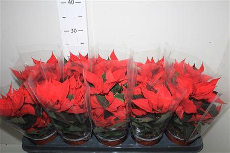 <h4>Euphor P Chr Univers 4+</h4>