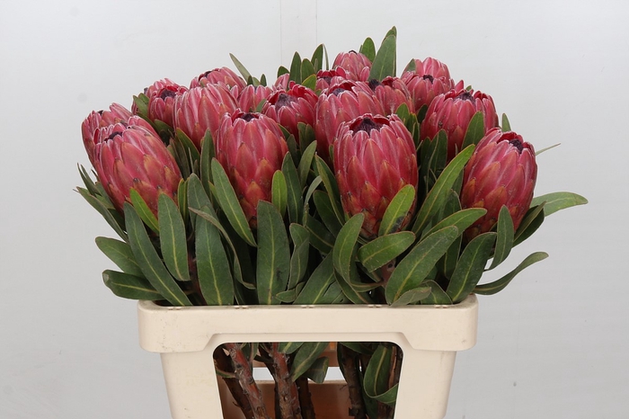 <h4>Protea Red Ice</h4>