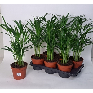 DYPSIS LUTESCENS