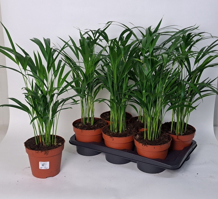 <h4>DYPSIS LUTESCENS</h4>