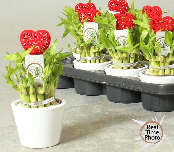 <h4>DRA LUCKY BAMBOO</h4>