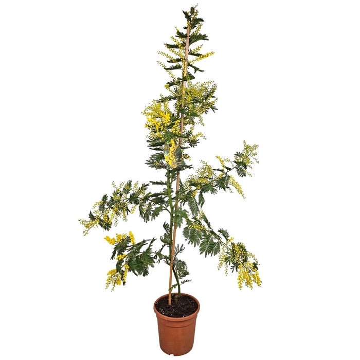 <h4>MIMOSA PUDICA</h4>